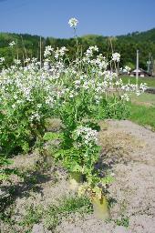 IMGK0949_daikon