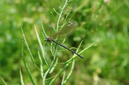 IMGK0976_dragon-fly