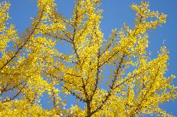 IMGK5421_icho