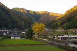 IMGK5467_icho