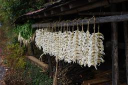 IMGK5664_daikon